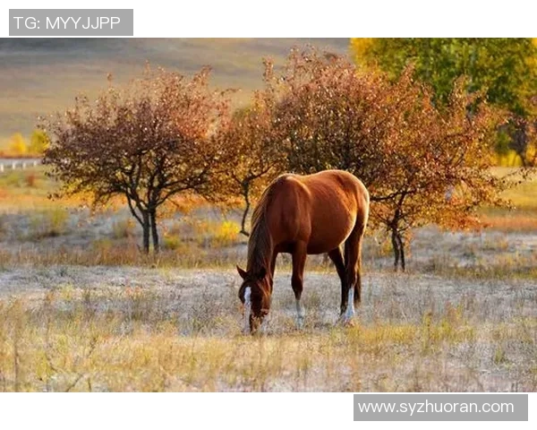 足球明星高清套图大合集展现球场风采与个人魅力尽在其中